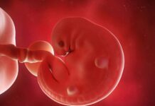 A comprehensive guide on week by week pregnancy comprehensive guide on week by week pregnancy