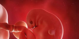 A comprehensive guide on week by week pregnancy comprehensive guide on week by week pregnancy