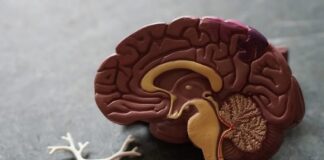 What Makes Glioblastoma Different from Other Cancers Glioblastoma